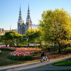 Rowerzysta przemierza park w Ottawie, stolicy Kanady, wśród kwitnących tulipanów i zieleni, z widokiem na katedrę.