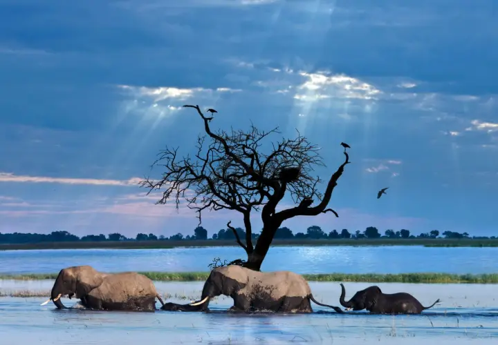 Słońce przebija się przez chmury nad wodą, gdzie trzy słonie brodzą w poszukiwaniu schronienia. Botswana, bezpieczeństwo w naturze.