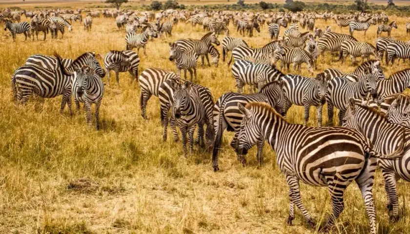 Namibia kiedy jechać: najlepszy czas na safari i obserwację dzikiej przyrody