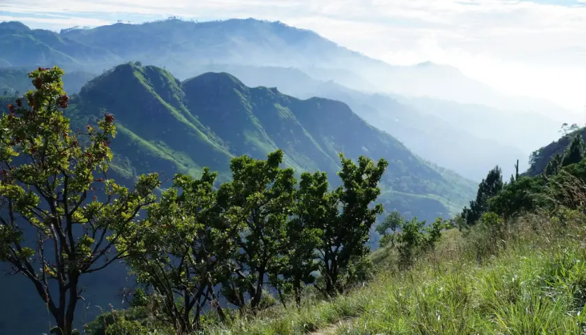 Zielone, pofałdowane wzgórza Sri Lanki w porannej mgle, z drzewami na pierwszym planie.