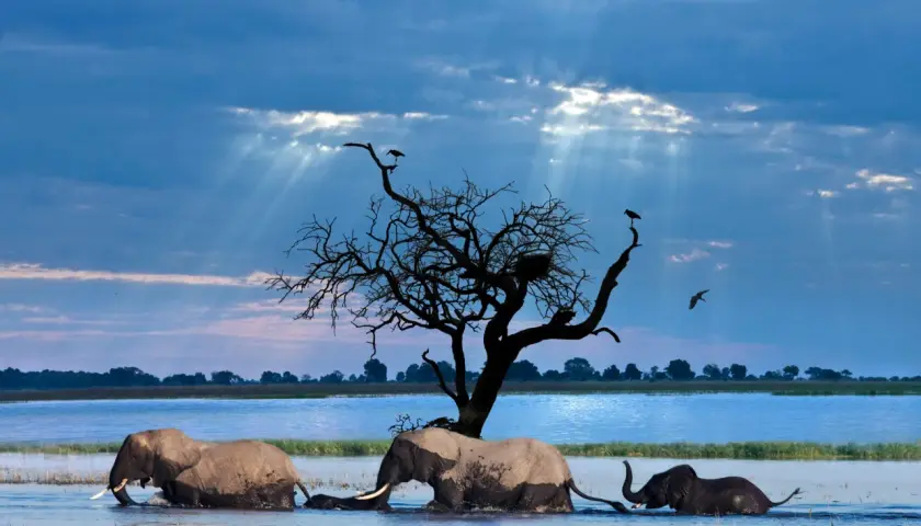 Słońce przebija się przez chmury nad wodą, gdzie trzy słonie brodzą w poszukiwaniu schronienia. Botswana, bezpieczeństwo w naturze.