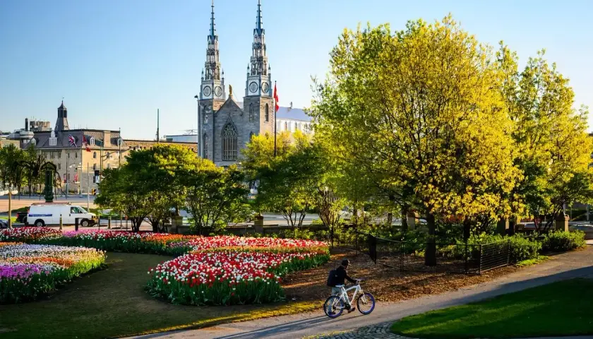 Rowerzysta przemierza park w Ottawie, stolicy Kanady, wśród kwitnących tulipanów i zieleni, z widokiem na katedrę.