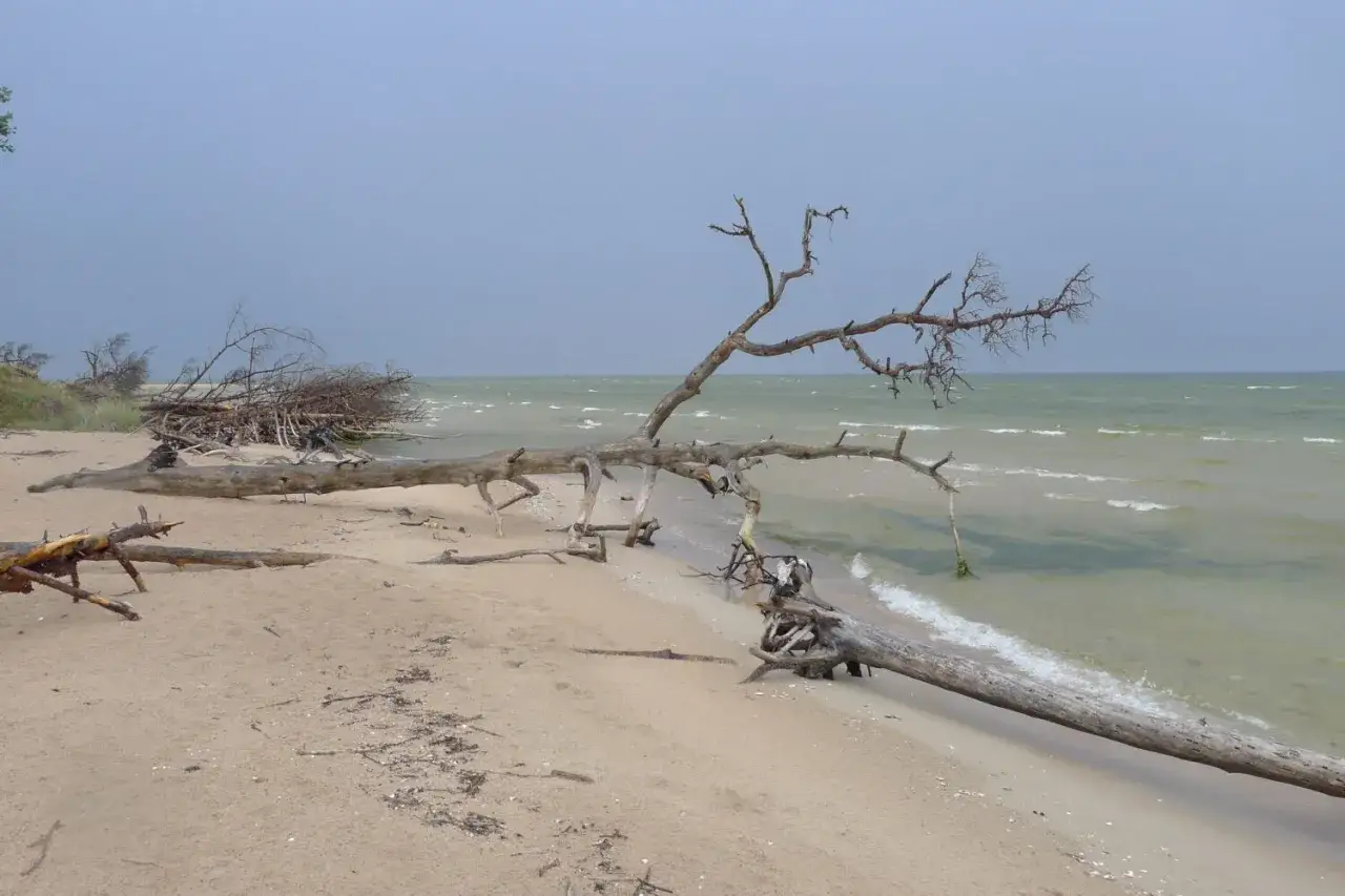 Plaża na Kurlandii z powalonymi drzewami i morzem w tle.